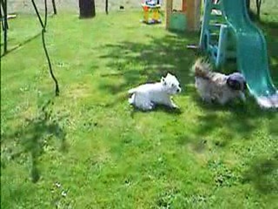 les chiens