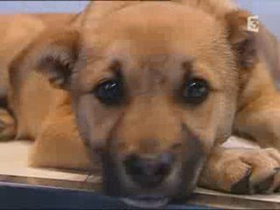 Trafic de chiens à Paris