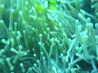 Nemo Land - Panorama Reef