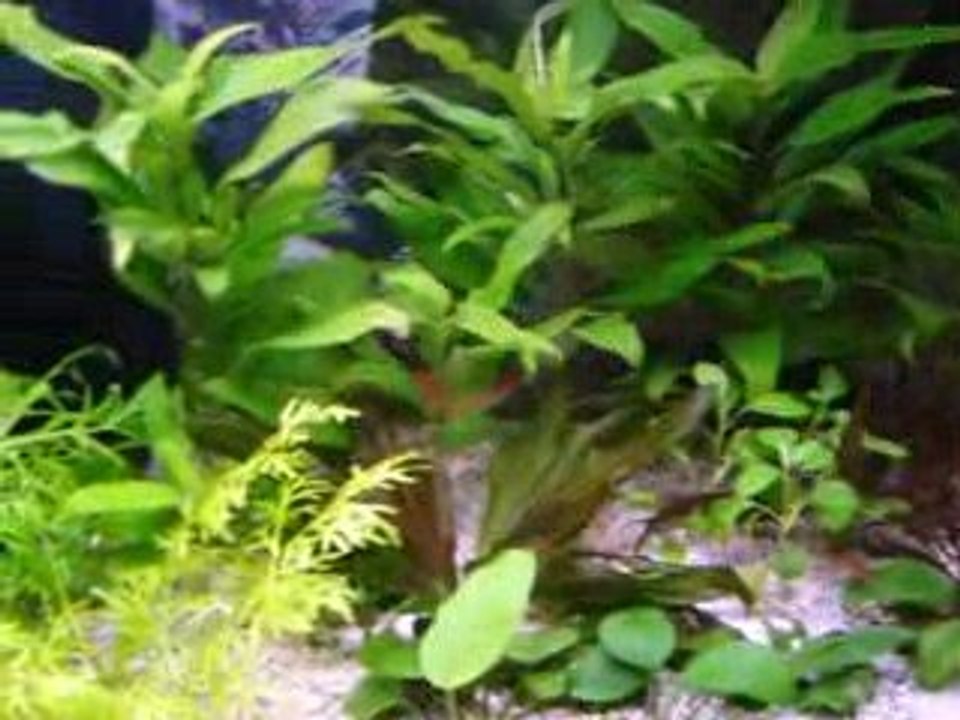 aquarium
