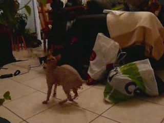 Ali et Delux jouent au CAT DANCER - Avril 2009