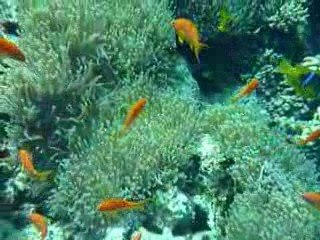 Nemo Land 2 - Panorama Reef