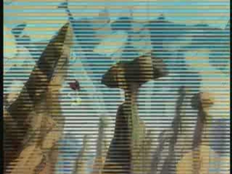 Chucklewood_Critters__Family_Feud_2_3