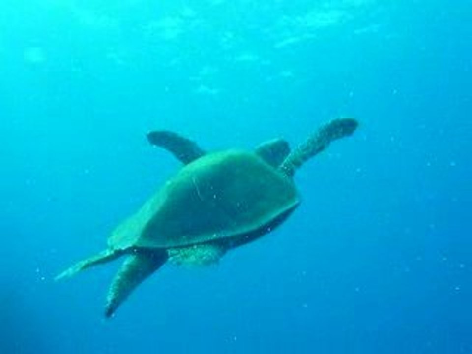 Au revoir la tortue