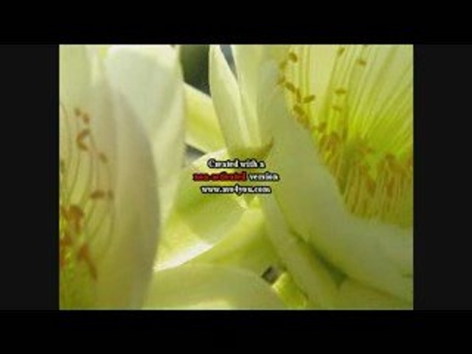 Cactus hd