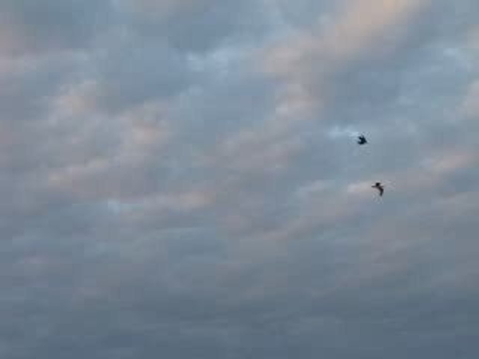 Bonjour de mouettes, Les Minimes, La Rochelle, 25 avril 2009