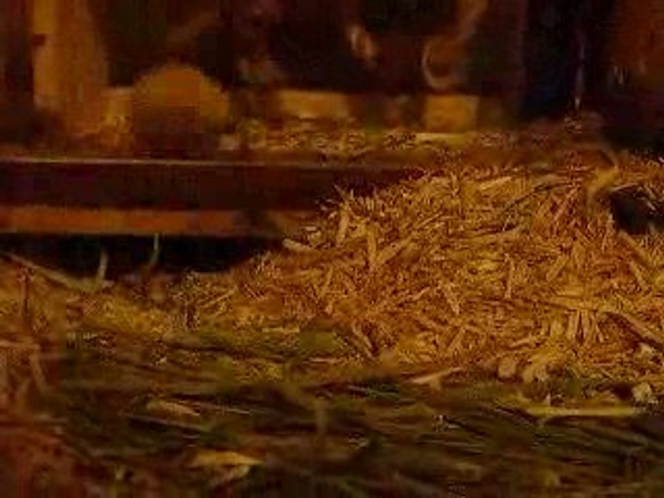 Gerbilles dans la roue...