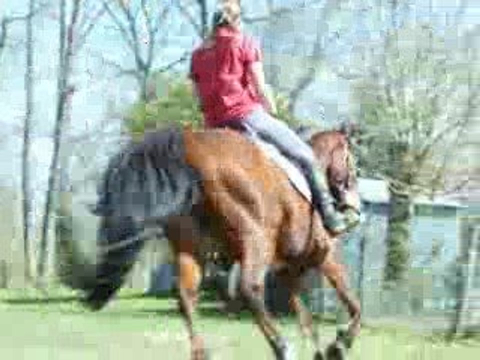 Morgane dressage