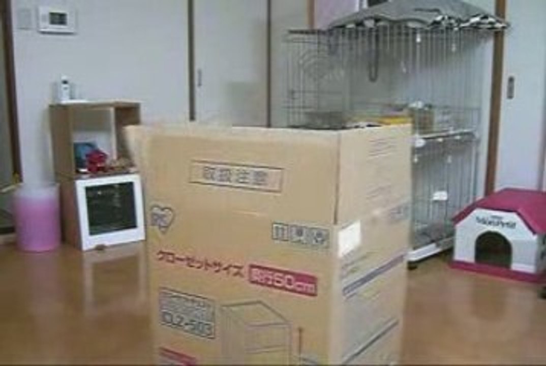 YouTube - Crazy  cat
