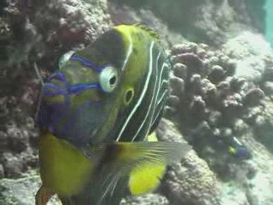 Oceanopolis - Deep Blue (bande annonce)