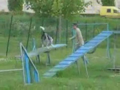 Chiroky agility 25 avril