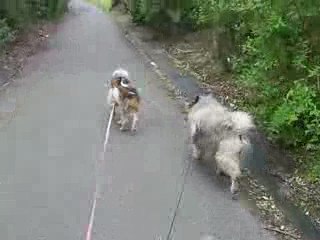 PAMPELUNE ballade avec COCO