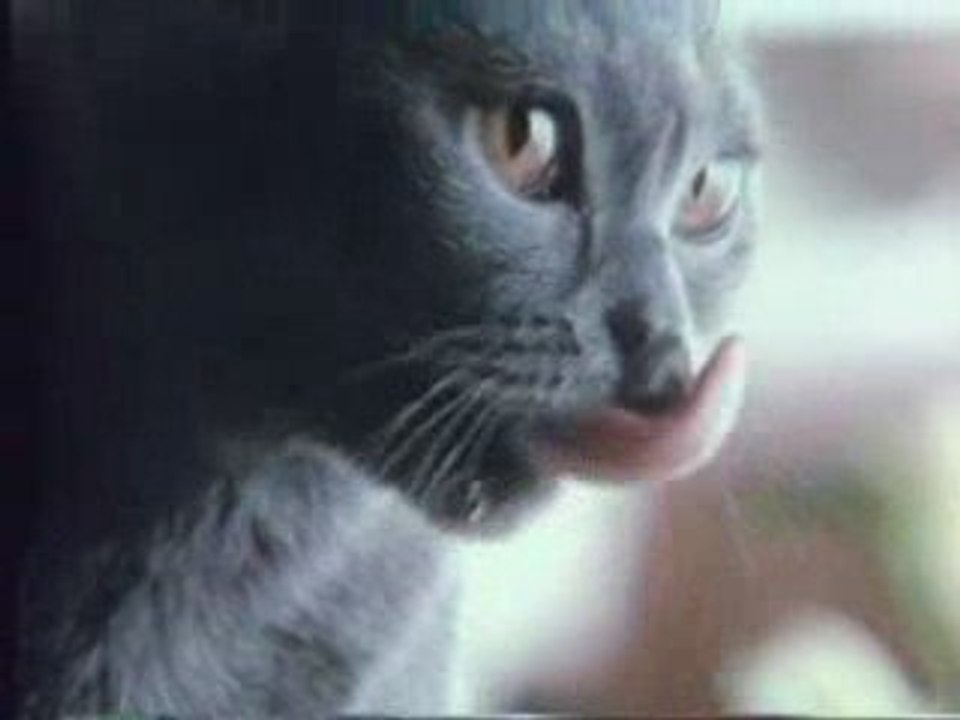 Pub Sheba 19 Video Dailymotion