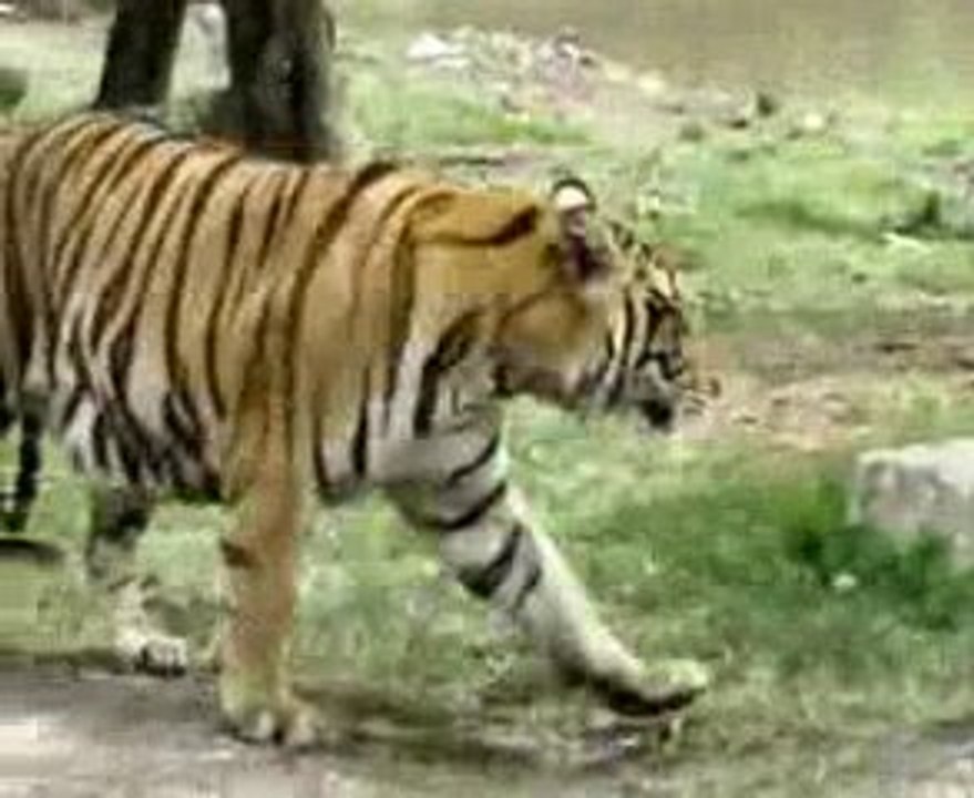 Tiger tiger burning bright