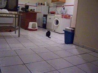 biloute mon chat qui s'prends pour un cleps lolll