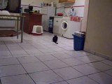 biloute mon chat qui s'prends pour un cleps lolll
