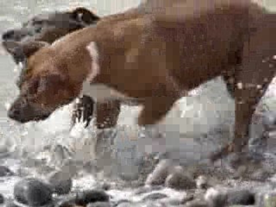 amstaff rescue