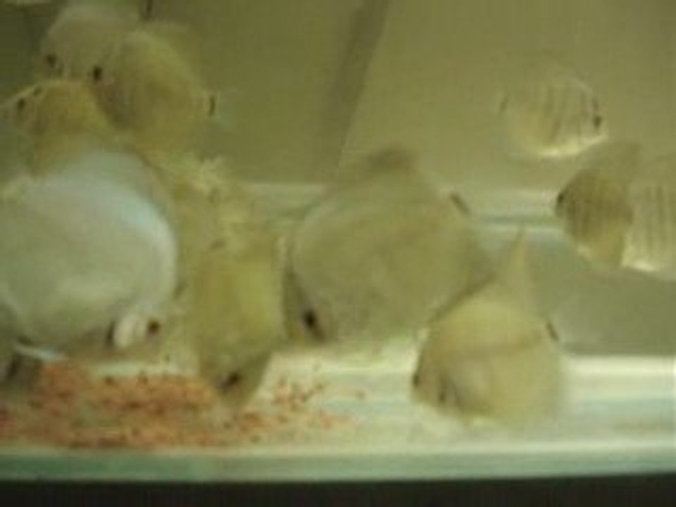 Solidyavrular69.gün