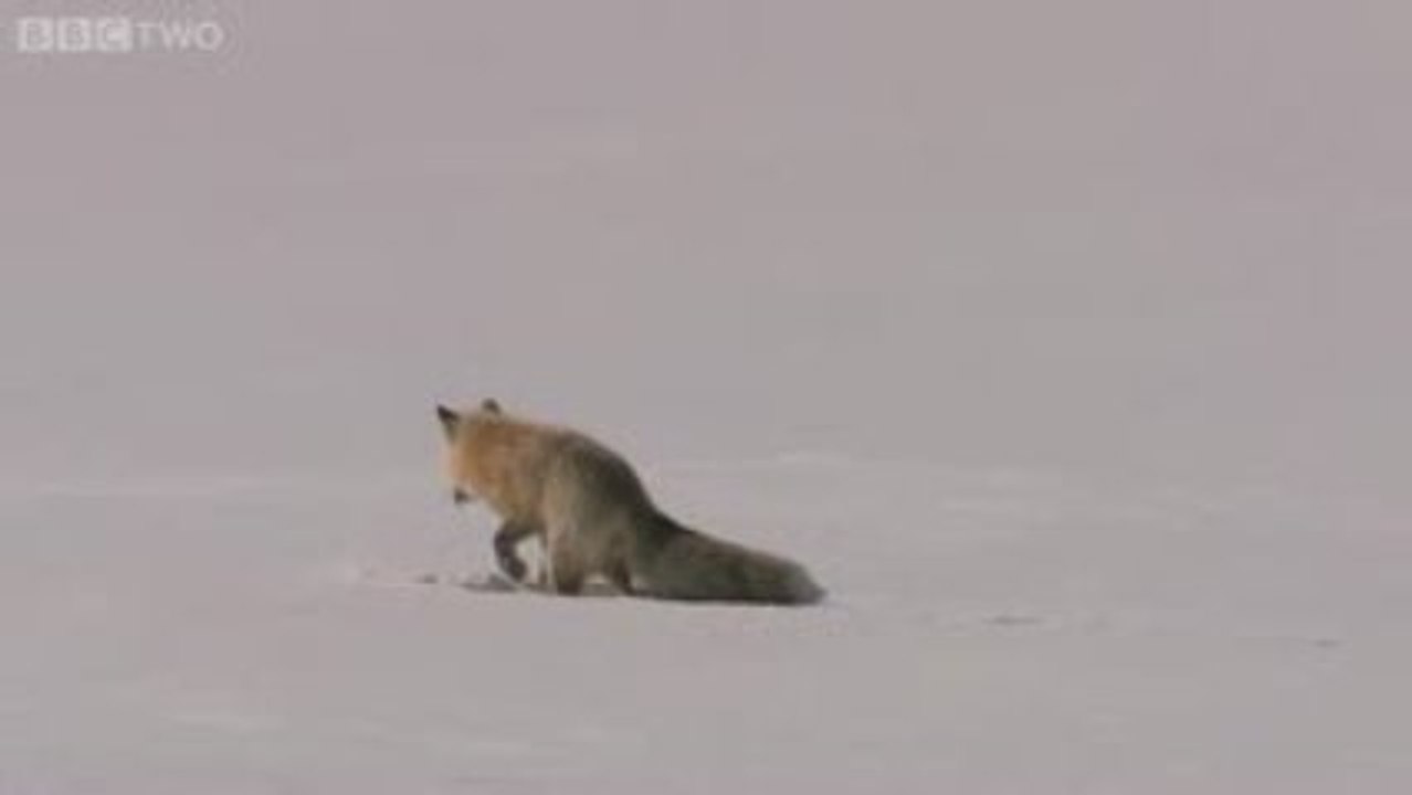 Fox hunting