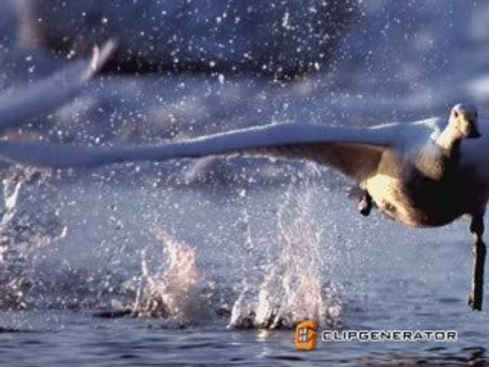 Animal Hunt