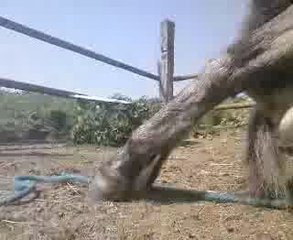 Quizah en pleine révérance