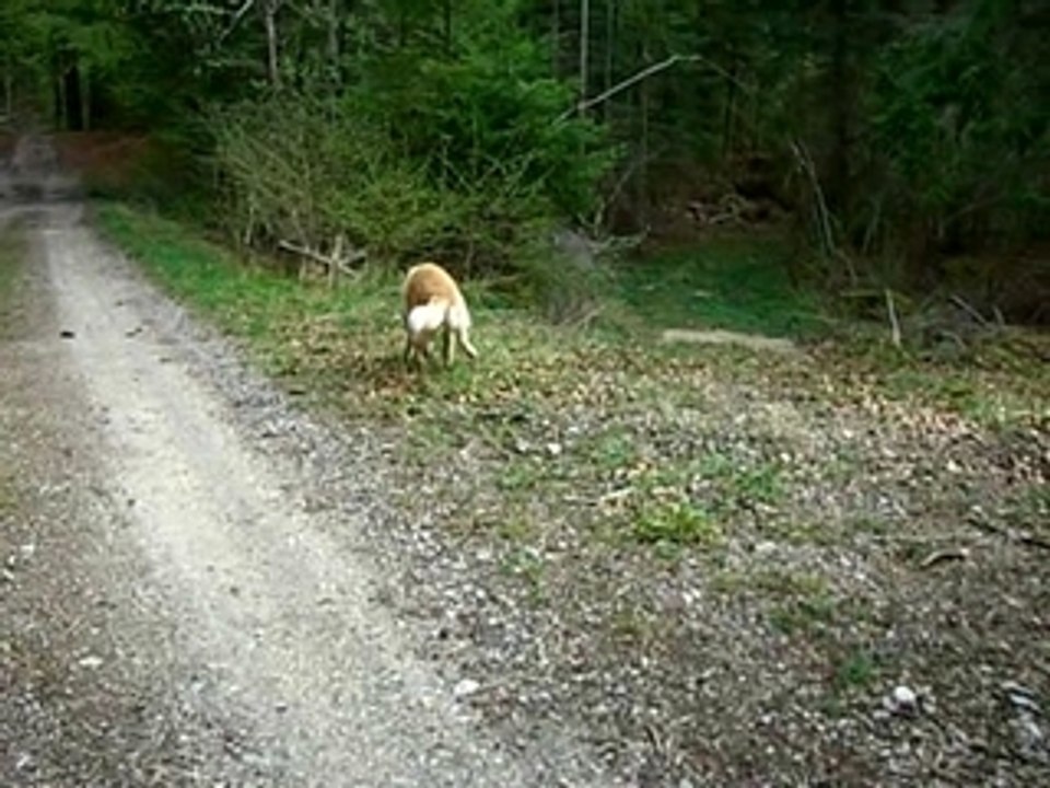 2009 04 26 Promenade en forêt dans le Haut Valromey