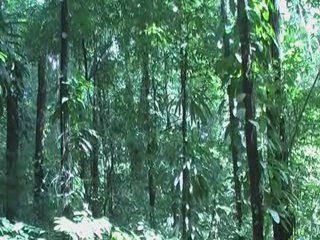 Forêt Guyane 2009 part 1