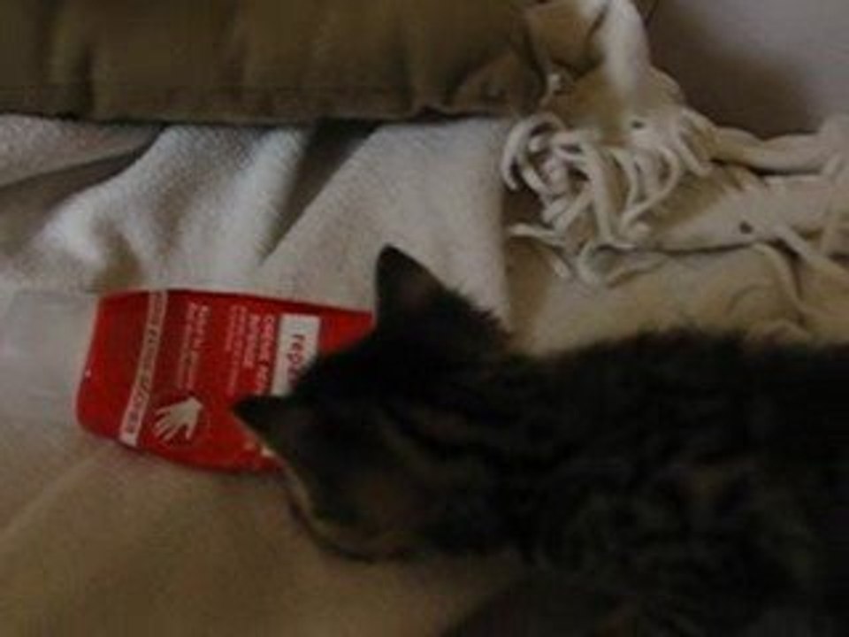 LES CHATTONS EN FOLIE