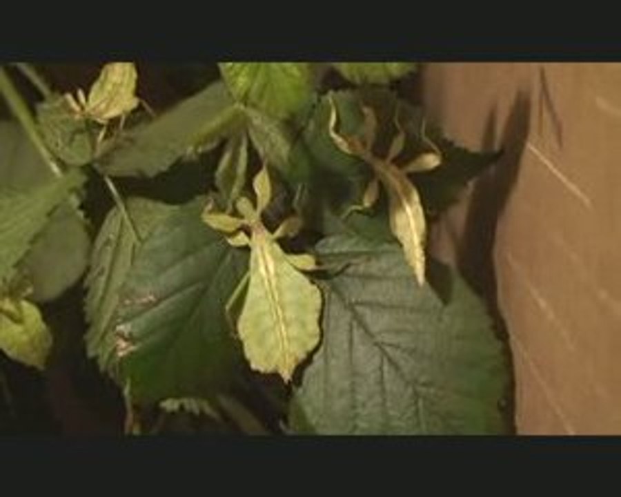 phyllium siccifolium