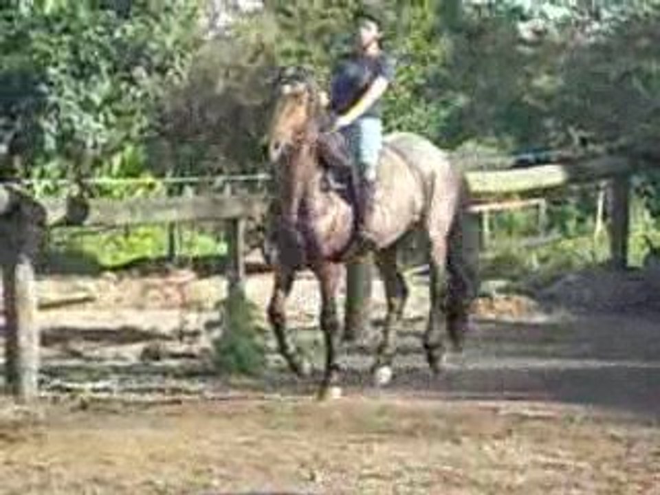 mise en selle galop sans étrier