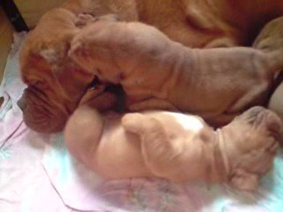 VIDEO chiots dogue de bordeaux 20 jours 66