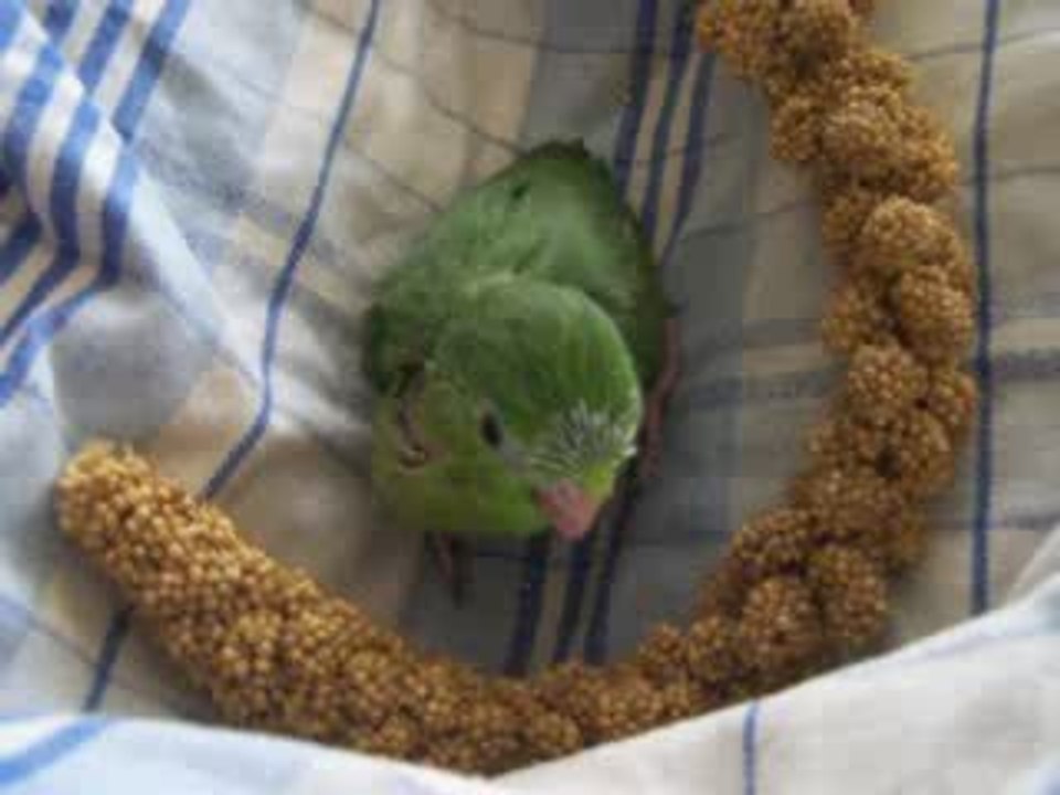 27 04 09 opaline