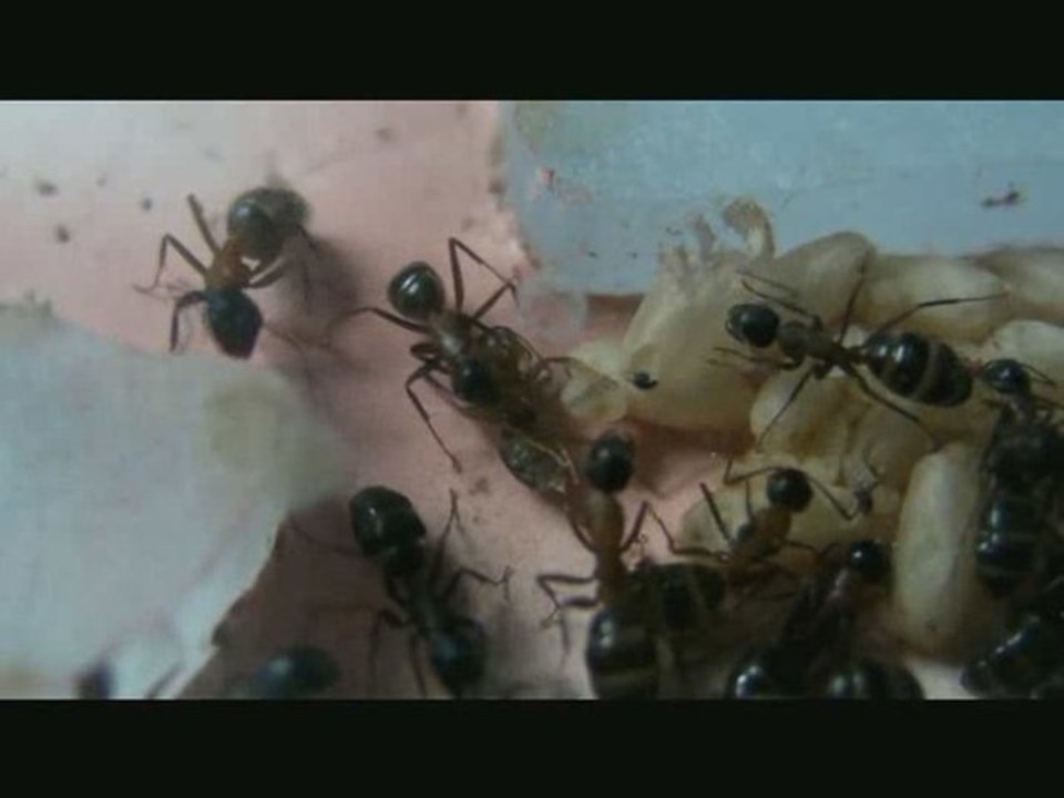 Naissance_camponotus_ligniperdus