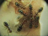 CAMPONOTUS LATERALI NAISSANCE D UNE OUVRIERE