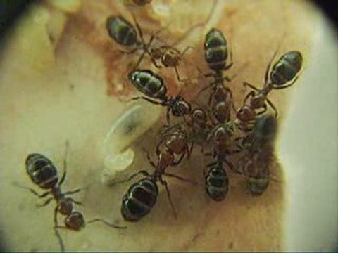 CAMPONOTUS LATERALI NAISSANCE D UNE OUVRIERE