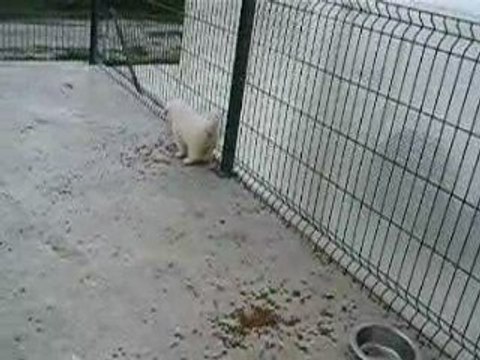 Les chiots Montagne des Pyrénées Patou LOF