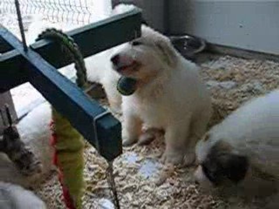 Chiots Montagne des Pyrénées - Patou LOF le 25/04/2009