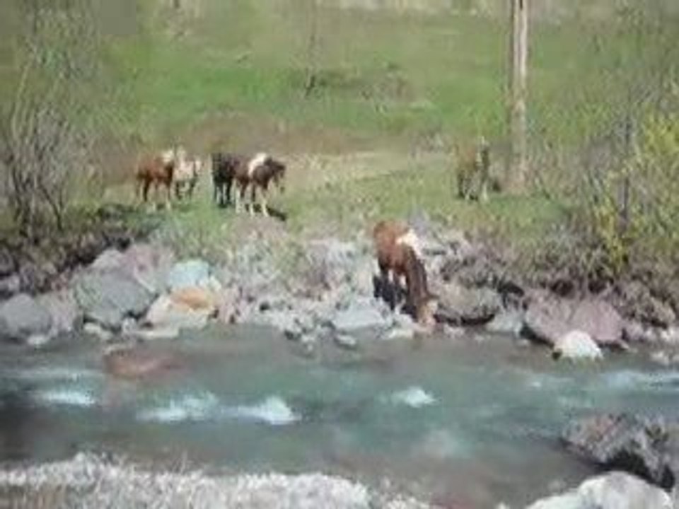 La visite aux poneys