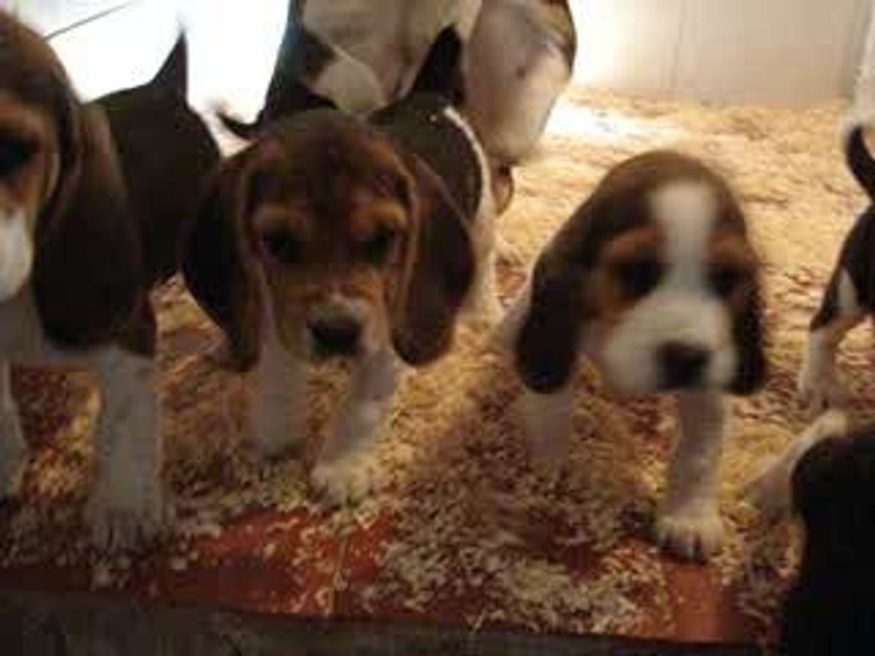 Les chiots d'Artémis et de Bessie