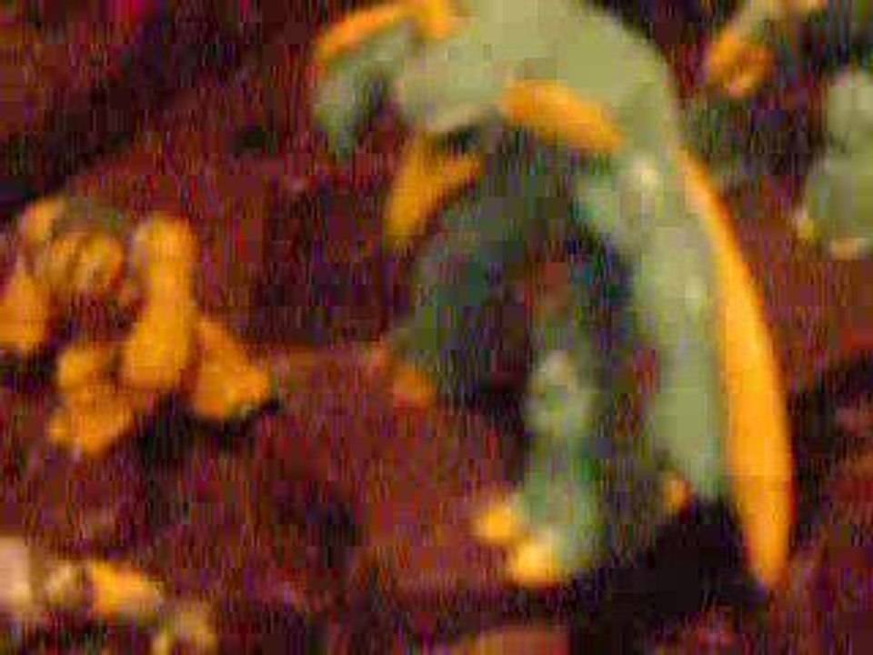 Allez les Gormiti - Gormiti La bataille de l'ile de Gorm