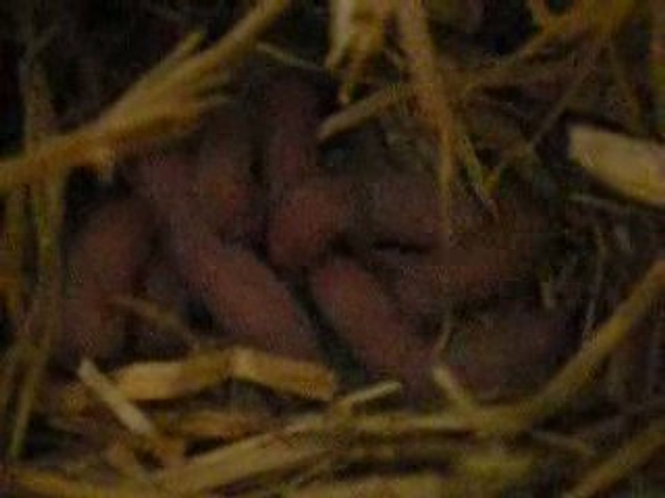 bébés de Cerise [portée 25 avril 2009]