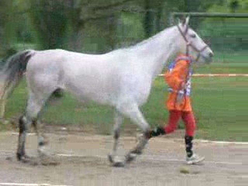 trotting initial