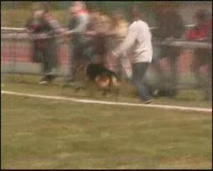 Sirius du Manoir de Jahman en Demonstration à Rillieux-la-Pape le 19 Avril 2009