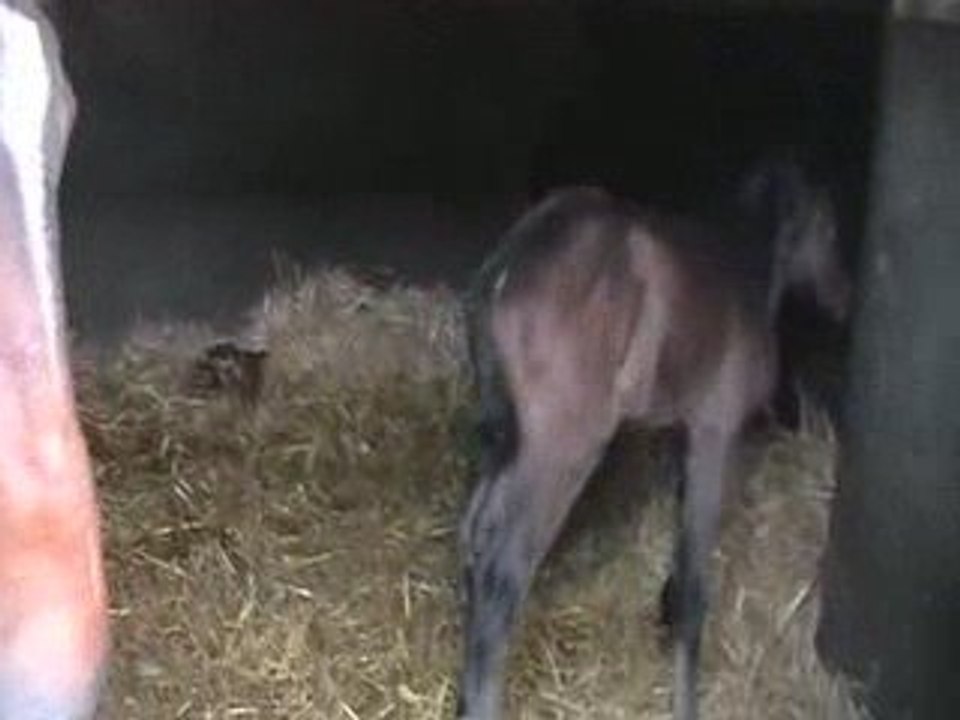Thémis à 2 jours