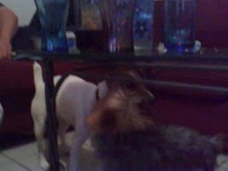 La chatte leo et mimi