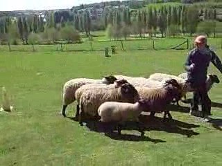 0409_Troupeau_Darwin03