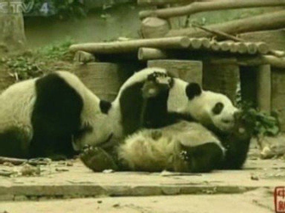 Cute pandas move out of quake-hit China reserve