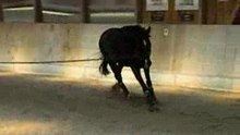 Sirius an der Longe