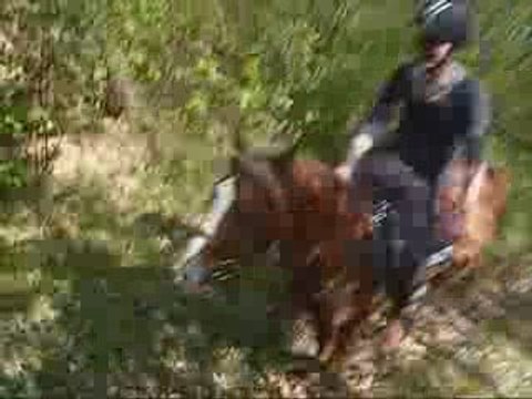 petit galop dans les bois
