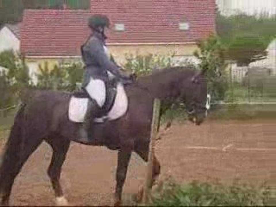 Dressage CCE Club 2